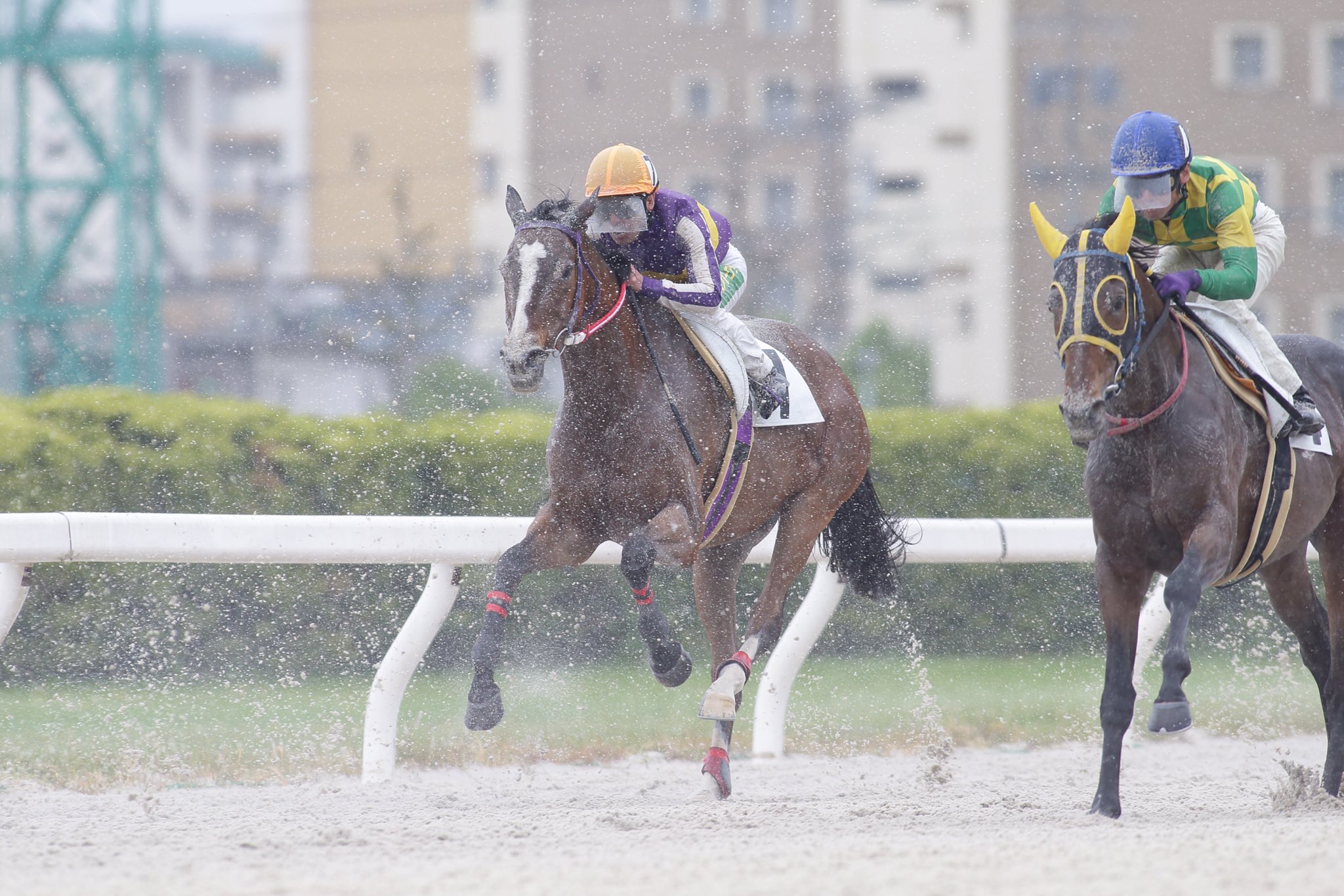 「名古屋競馬場」ヒカルアヤノヒメ 哔哩哔哩