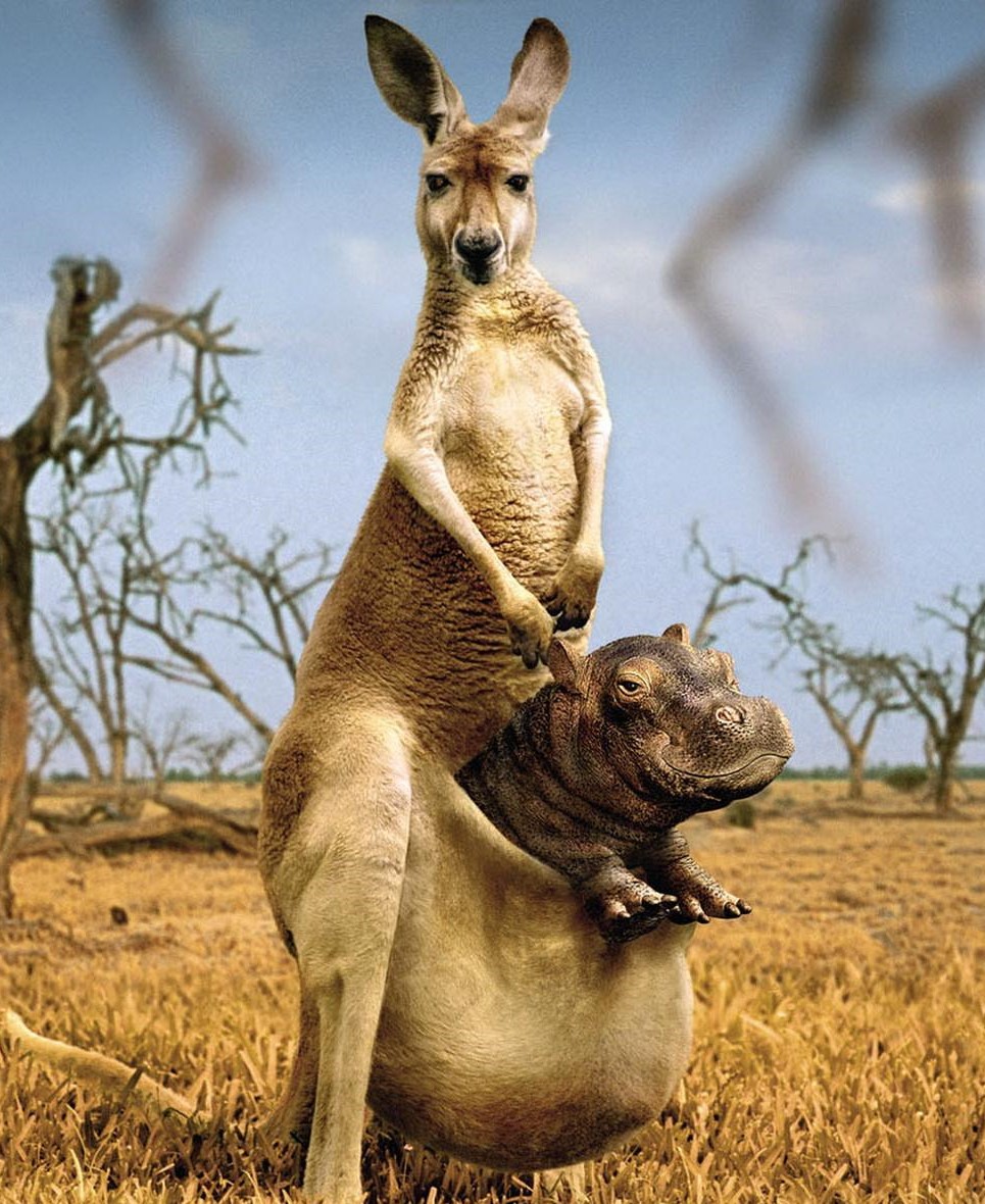 《奇葩动物欢乐多》(1)袋鼠kangaroo