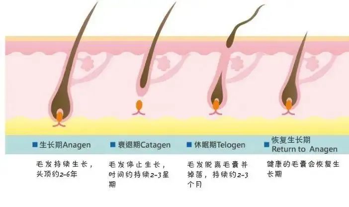 正常人毛发生长周期各阶段维持多长时间? - 哔哩哔哩