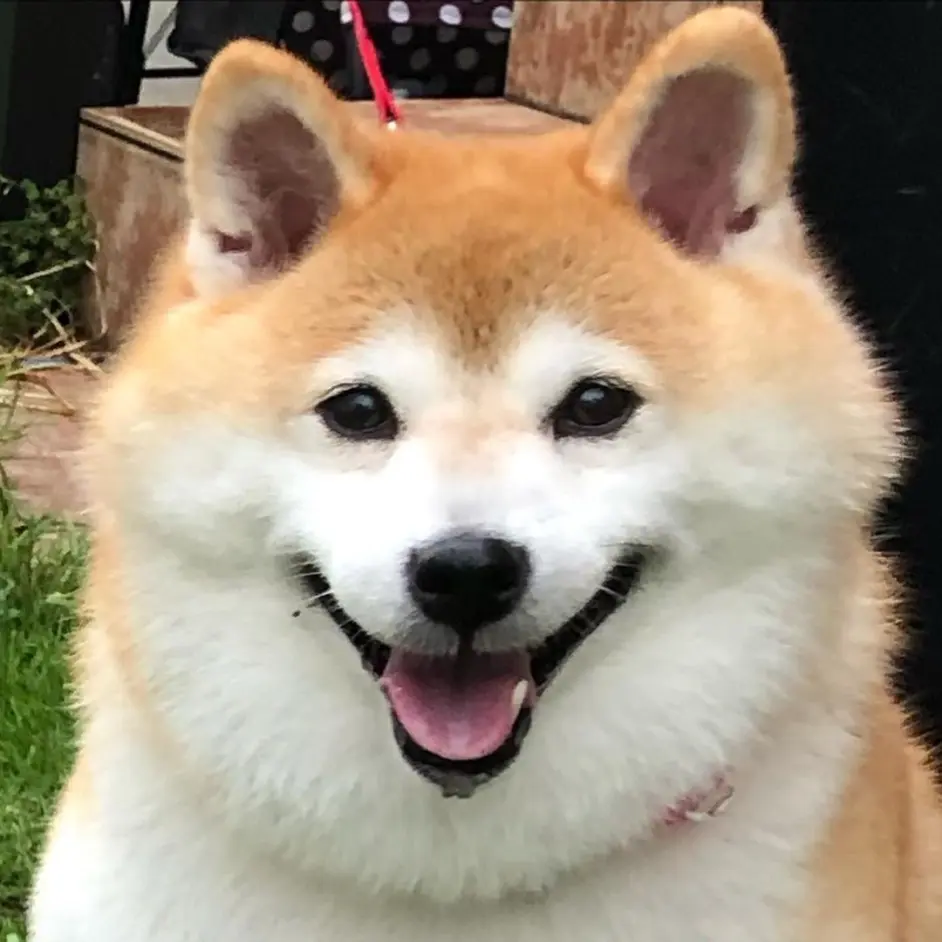 柴犬尴尬期太丑 别急 让柴犬再飞一会儿 哔哩哔哩