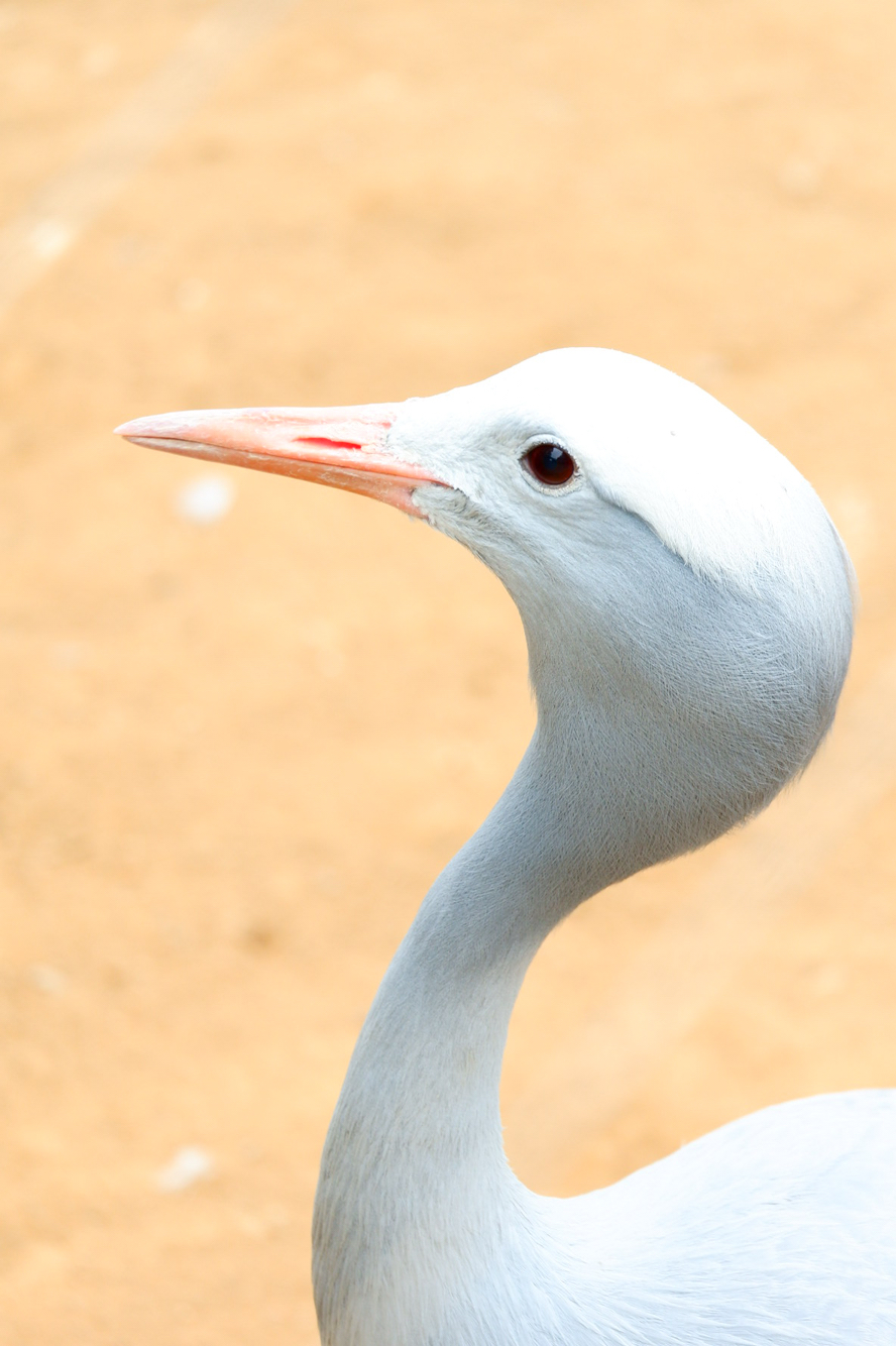 美丽的蓝鹤(摄于大连森林动物园)