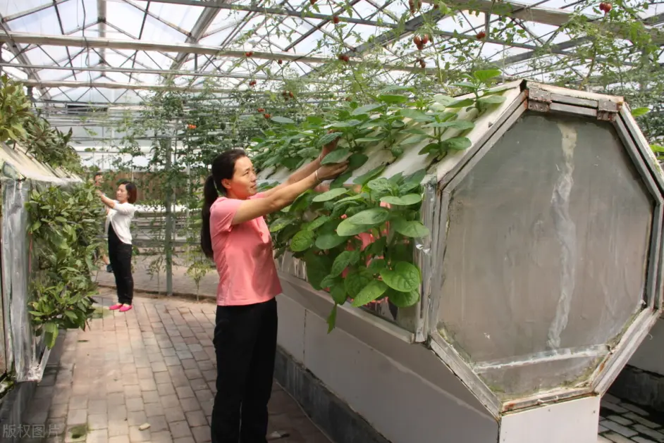 玻璃温室现代农业种植系统有哪些种类 又该怎样选择 哔哩哔哩