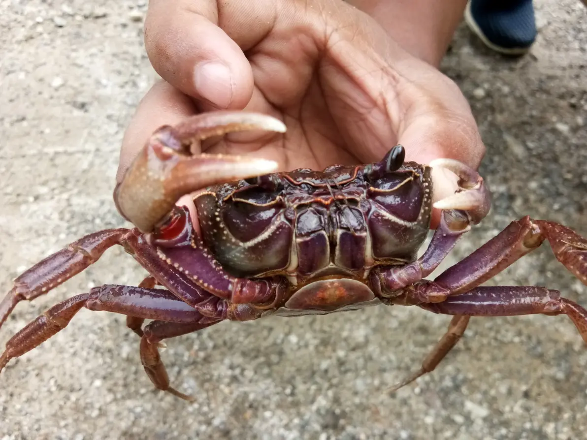 2023年新描述的淡水蟹种类1 溪蟹科potamidae