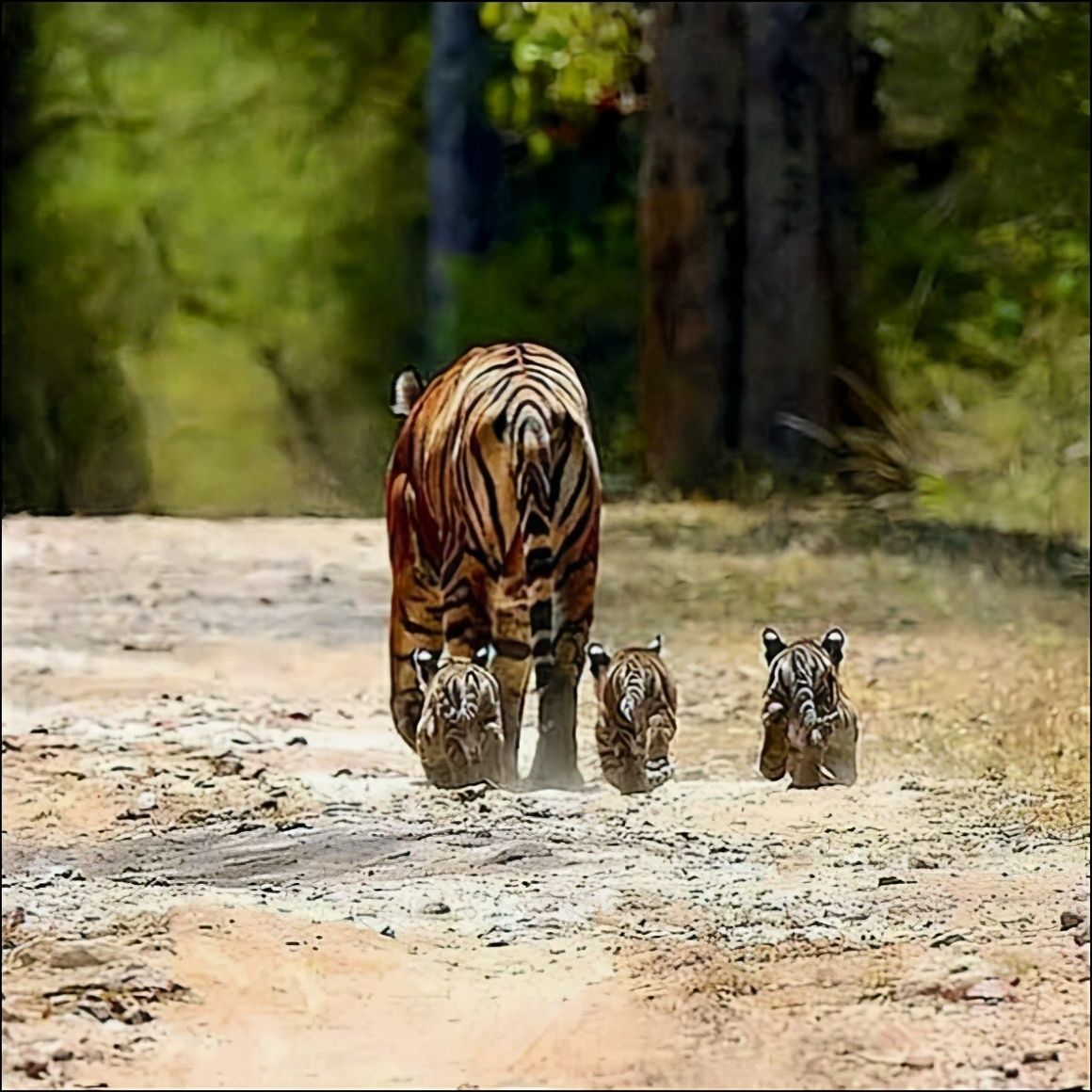 邓州豹子跟老虎图片