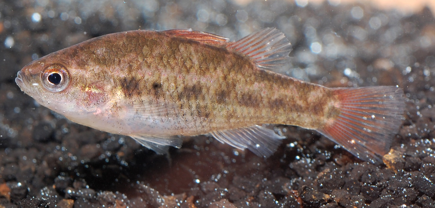 南半球的鲈鱼真鲈科物种总览