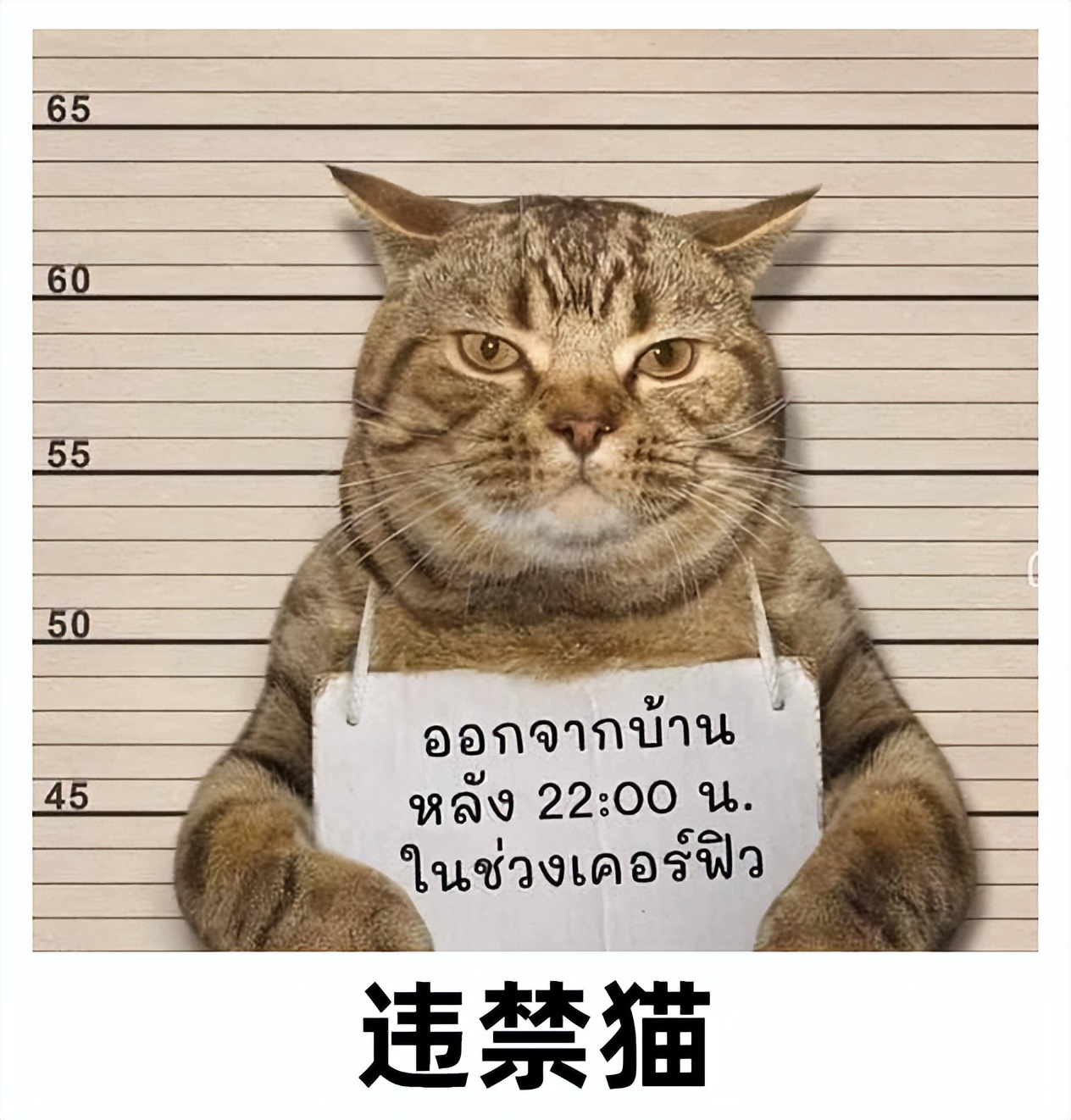 这只猫竟然是真的？盘点7个犯罪被逮捕的动物，人类可真奇葩！ - 哔哩哔哩