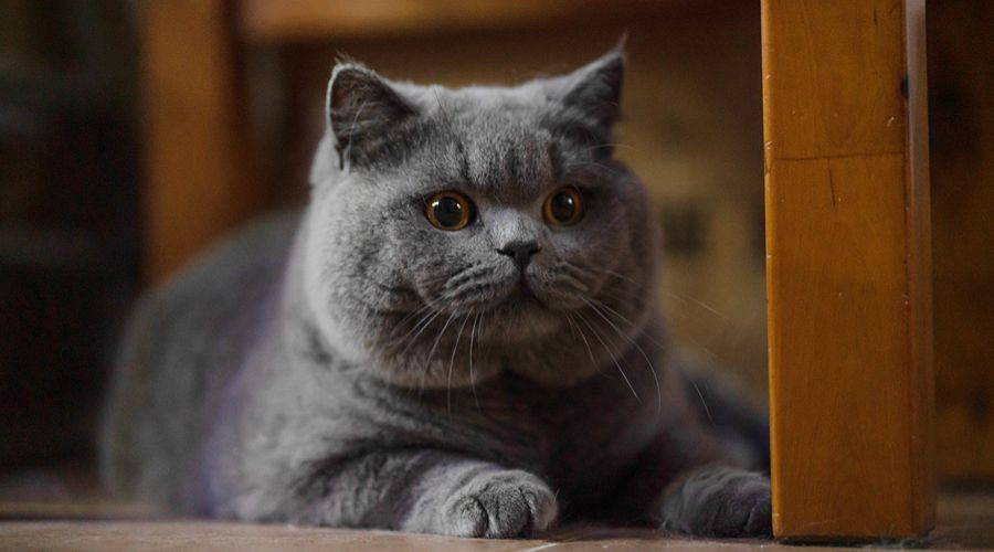 英国短毛猫