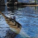 方舟生存进化模组生物介绍——帆锯鳐
