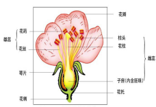 子房壁 果皮  珠被 种皮 受精卵 胚 4,绿色植物是生物圈中有机物的