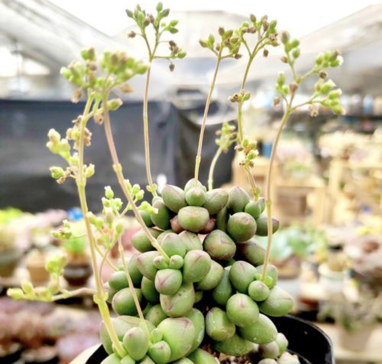 紫光,紫光多肉名贵多肉养护笔记.