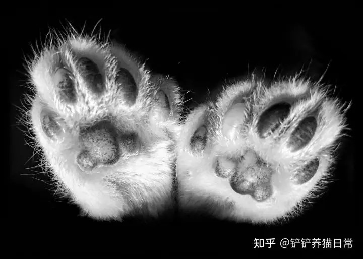 品种猫繁育知识 关于多趾猫以及多趾缅因猫 Polydactyl 哔哩哔哩
