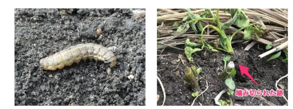 农业 土豆的栽培方法和培育方法的诀窍 哔哩哔哩