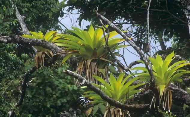 言植空间,生态造景,植物科普, 积水凤梨的原生环境
