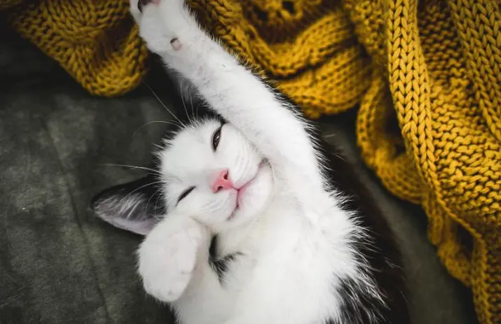 猫咪体重标准对照表 你家猫有超重吗 哔哩哔哩