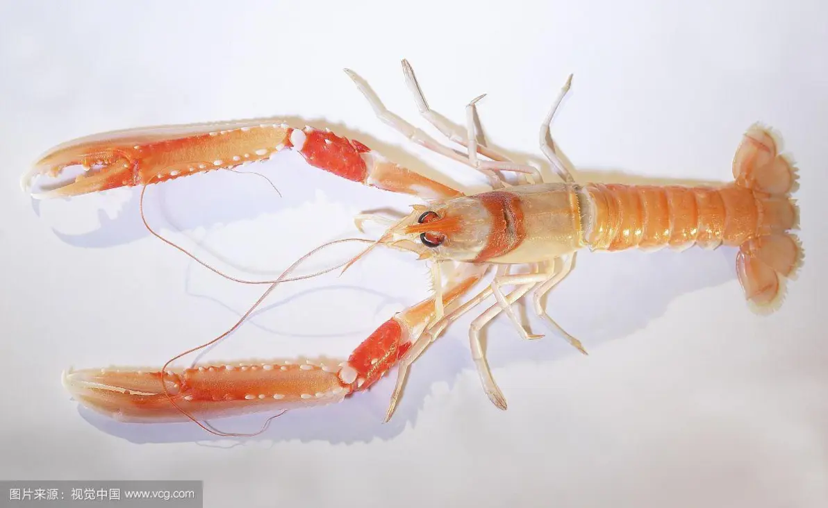 快过年了说一说我喜欢的节肢动物2甲壳亚门