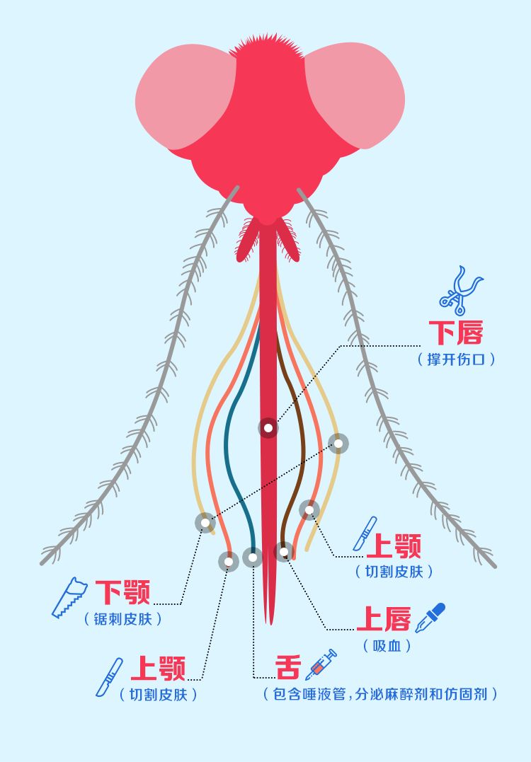 蚊子图片 结构图图片