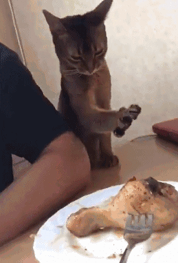 259_381竖版 竖屏gif 动态图 动图