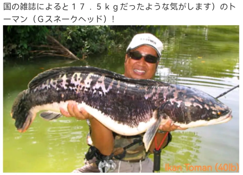 世界上最大的黑食记录 哔哩哔哩