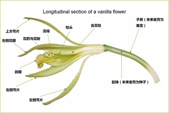 兰花花朵的基本结构 - 哔哩哔哩