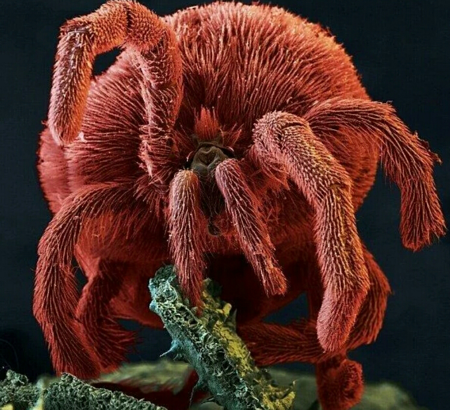 微小生物放大后的真实模样,可以用到哥斯拉里