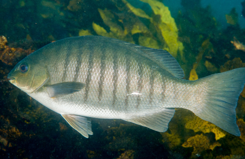 悉尼个人鱼类记录(21)三尖鱾