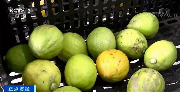 柠檬身价暴涨 看看网友是怎么评论