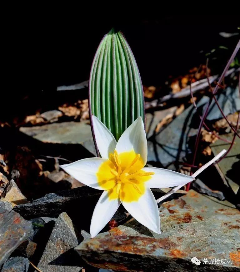 波叶郁金香 tulipa regelii