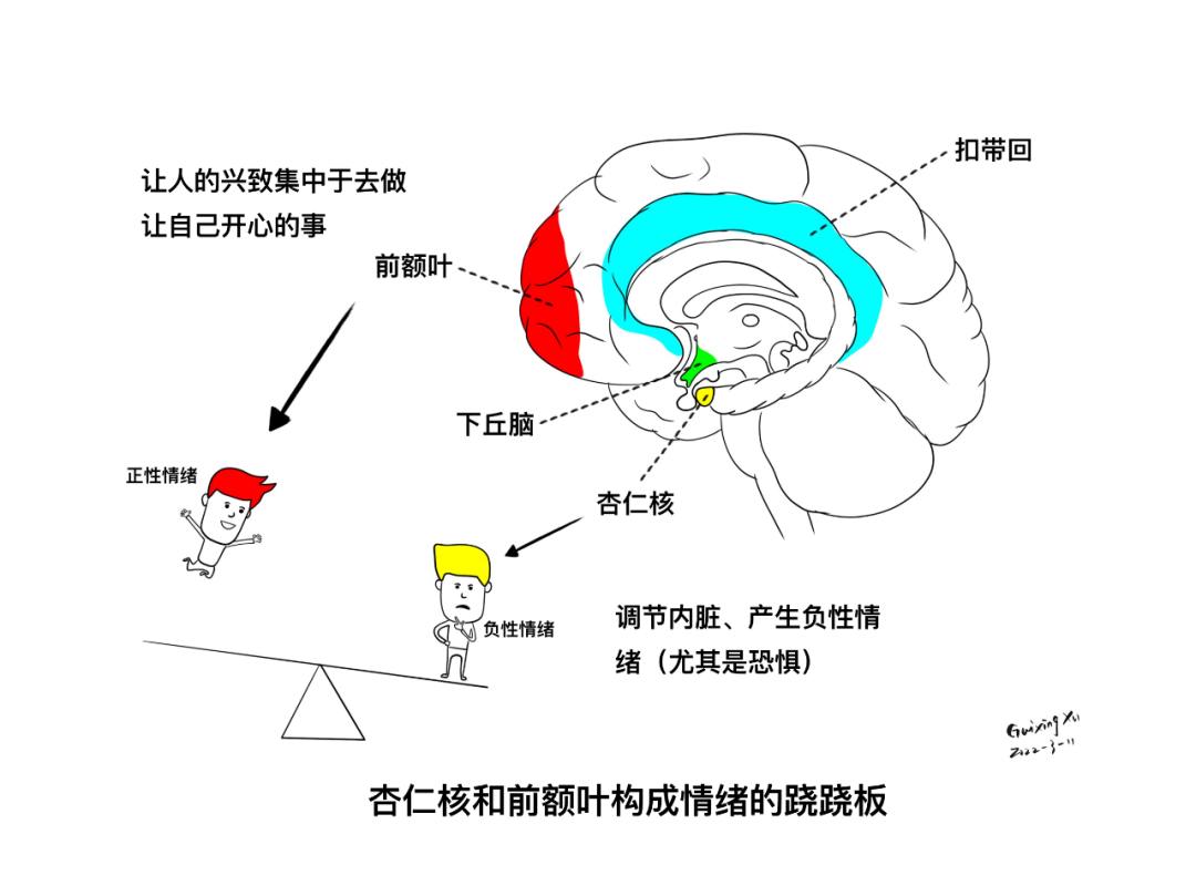 基底核与基底节区解剖与定位 哔哩哔哩