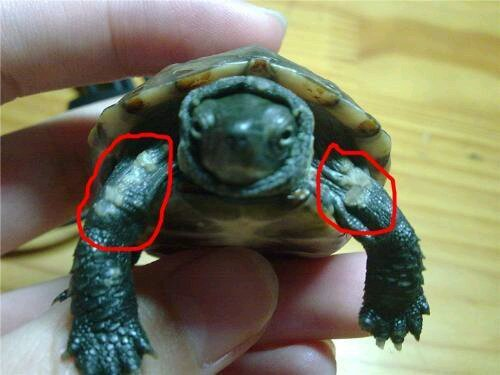 乌龟腐皮分辨图片