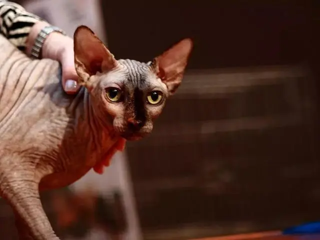 辟谣，猫毛能令人过敏？罪魁祸首其实是皮屑，做好五点不必弃猫！ - 哔 