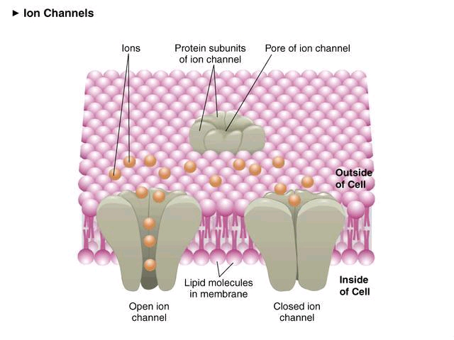 【高一生物】学了生物膜的结构与功能,你了解离子通道是什么了嘛?