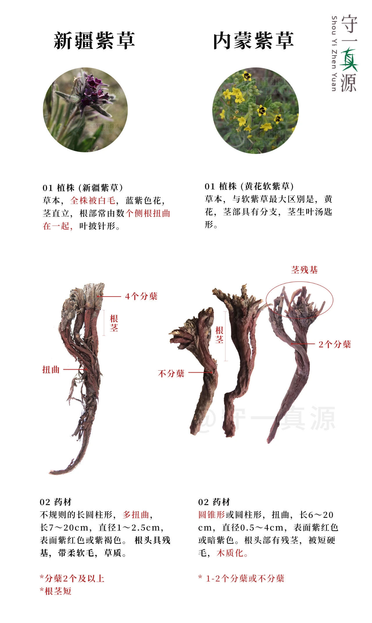 新疆紫草已列入二级濒危物种愿规范种植的春风早吹来