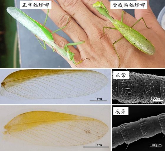 螳螂怎么分公母图片图片