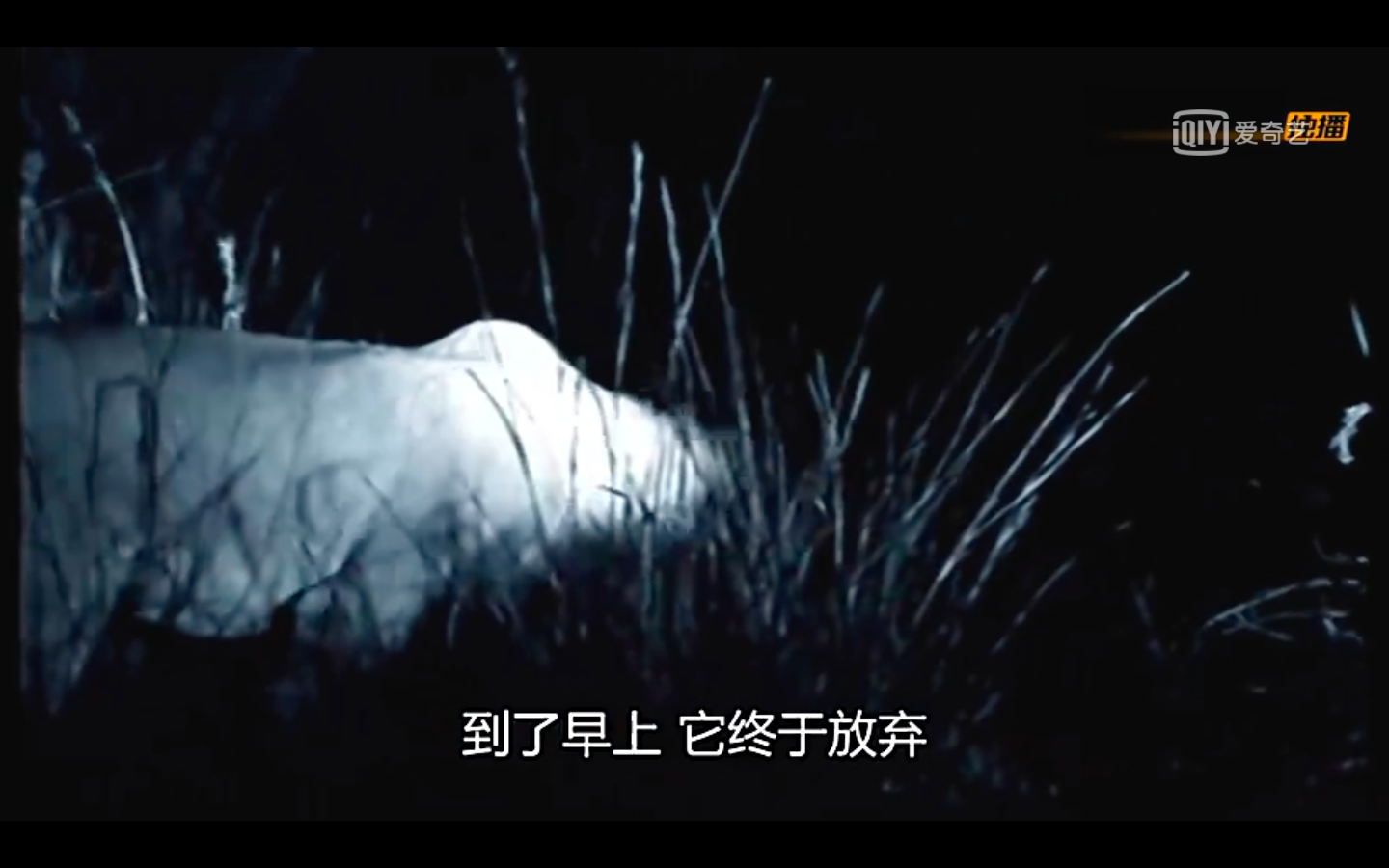 世界上奇奇怪怪的生物_奇怪世间生物有哪些_世间奇怪生物