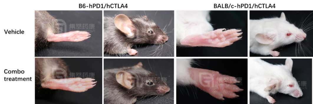 鼠库全书丨爱鼠要如何选择？BALB/c or C57BL/6？ - 哔哩哔哩