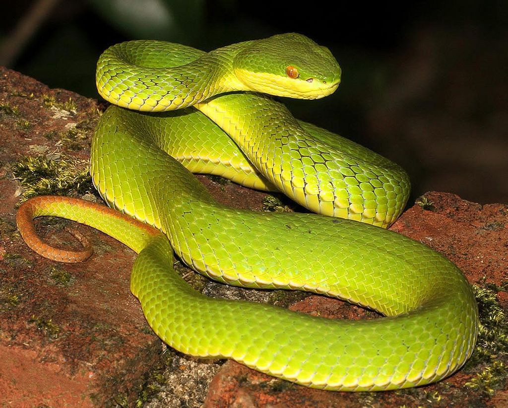 可以从进食方式分辨毒蛇和无毒蛇，不仅仅是蛇头可以分辨_猎物_前沟_毒液