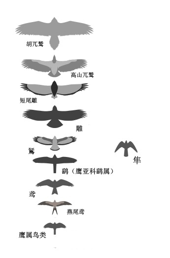 银灰资料考据