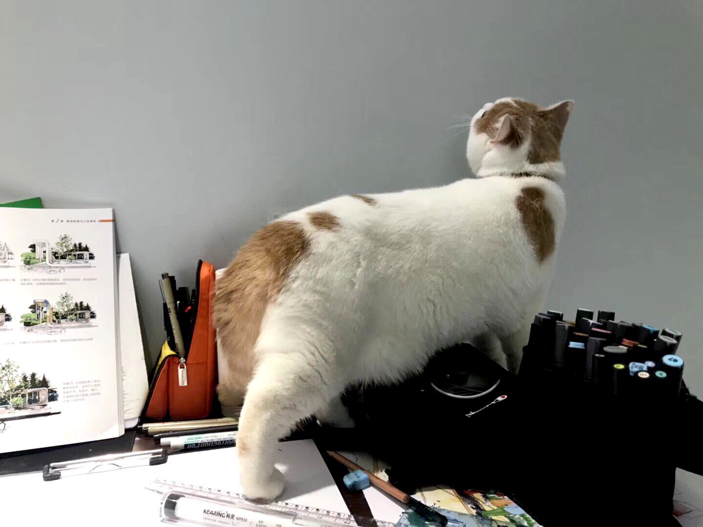 清美考研一战功成,专业排名第二,她是这样高效