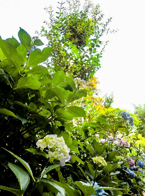 梅雨季的快乐 东京近郊的7处 紫阳花 观赏地 哔哩哔哩