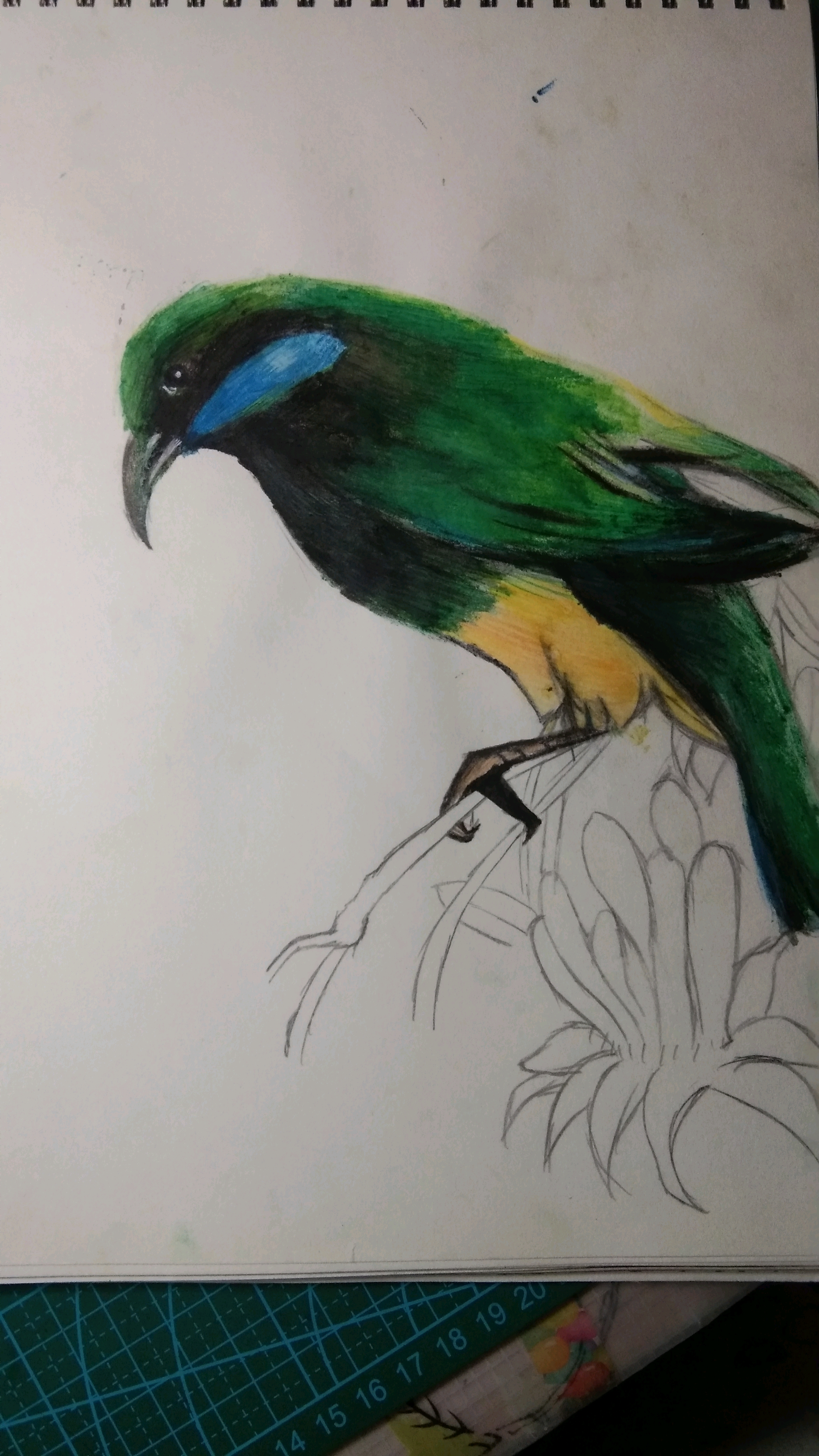 初一画渣(卑微)扩列