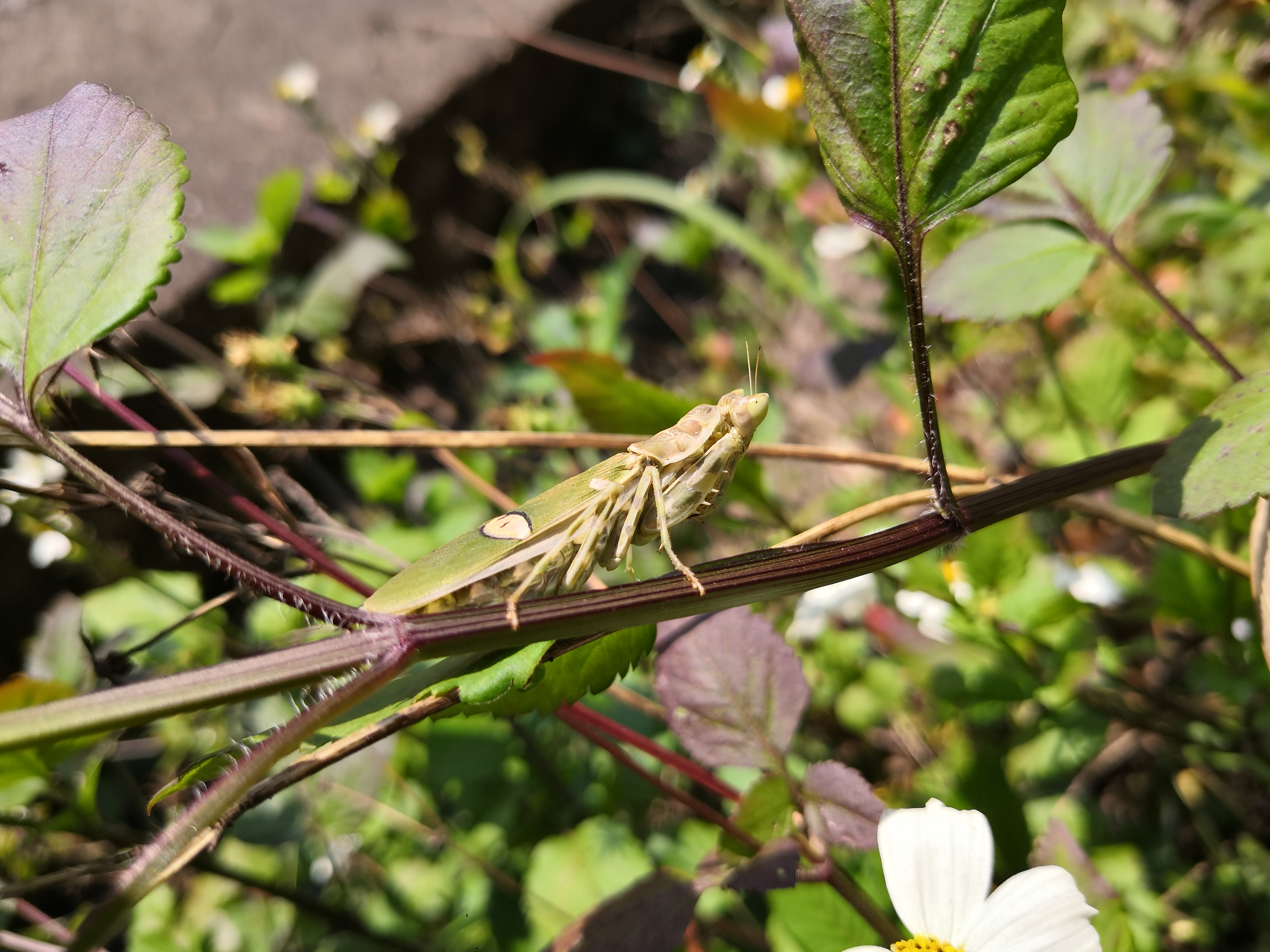02.23,平和县延寿山,云眼斑螳