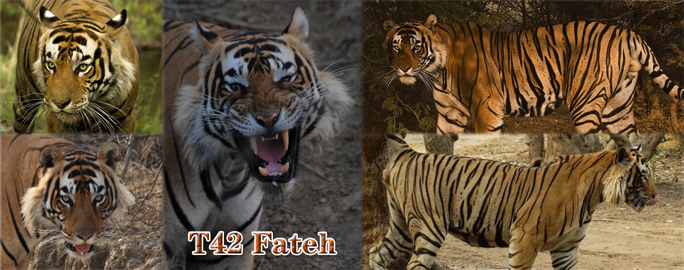 【伦腾堡】编号名虎五视图