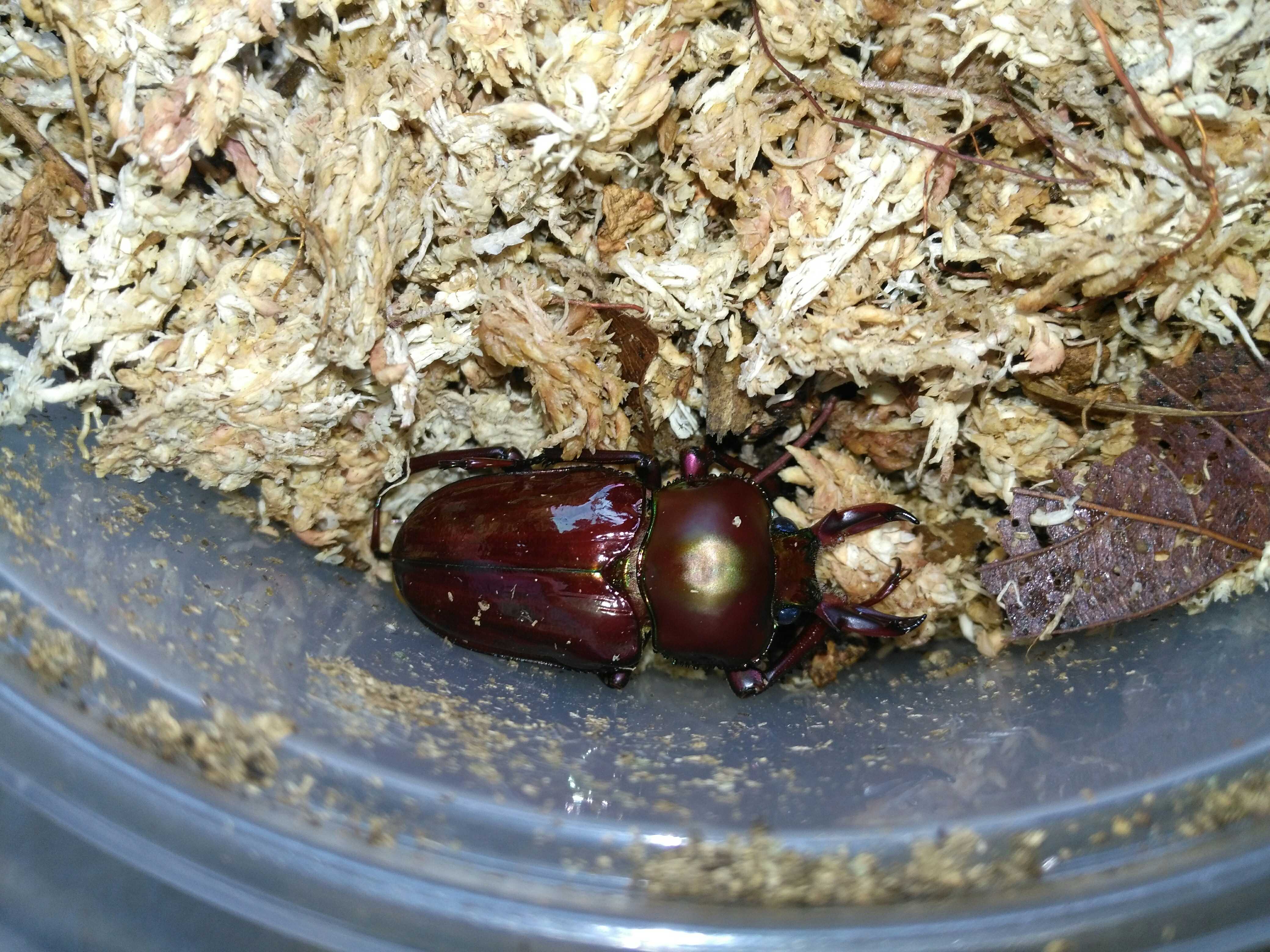 介绍及饲养记录●彩虹锹甲