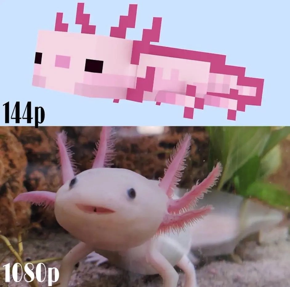 我的世界 关于 美西螈 你可能不知道的16个秘密 哔哩哔哩