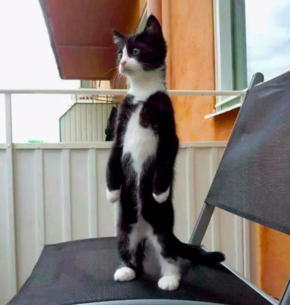 买猫一时爽 养猫火葬场 的6种猫 养了哭都没眼泪 哔哩哔哩