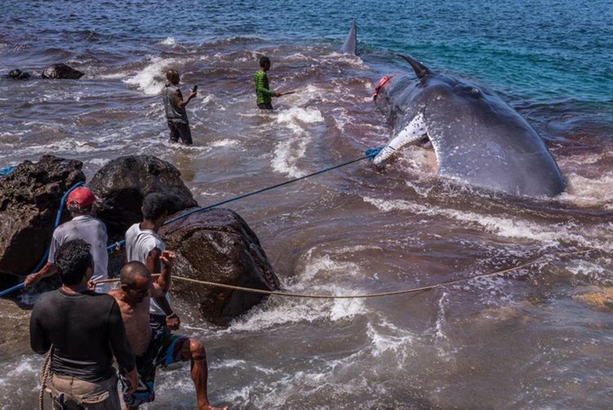 日本今年“科研捕鲸”杀害122头怀孕小须鲸，引国际社会愤怒_新浪新闻