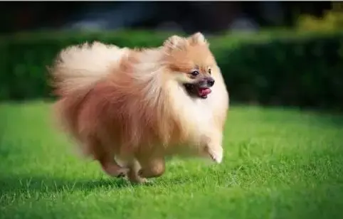 犬类知识科普丨萌系小公举 哈多利系博美犬 哔哩哔哩