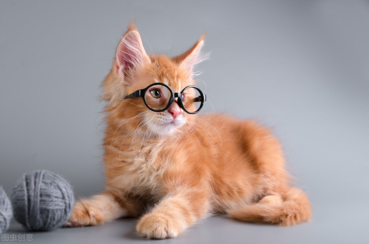 猫咪这些行为是在"道歉",很多铲屎官根本不知道!