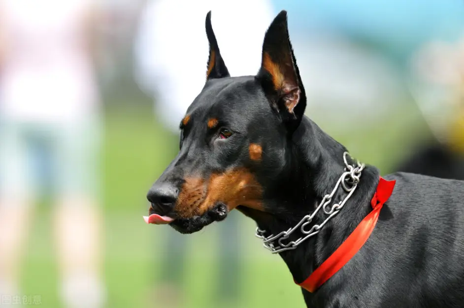 有一种犬 必须要经过人为的剪尾和断耳 你知道是什么品种吗 哔哩哔哩