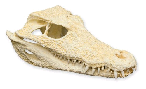 两种侏儒凯门鳄的区分附